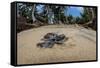 Green sea turtle hatchling, heading to the ocean, Yap, Micronesia-David Fleetham-Framed Stretched Canvas