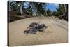 Green sea turtle hatchling, heading to the ocean, Yap, Micronesia-David Fleetham-Stretched Canvas