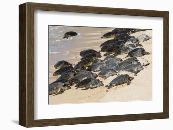 Green sea turtle haul-out, Ho'okipa Beach Park, Maui, Hawaii.-Darrell Gulin-Framed Photographic Print