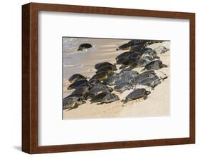 Green sea turtle haul-out, Ho'okipa Beach Park, Maui, Hawaii.-Darrell Gulin-Framed Photographic Print