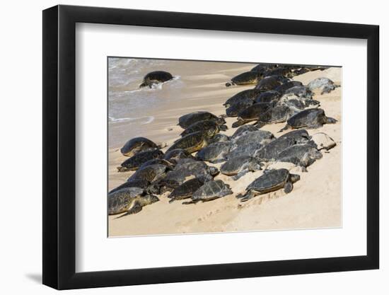 Green sea turtle haul-out, Ho'okipa Beach Park, Maui, Hawaii.-Darrell Gulin-Framed Photographic Print