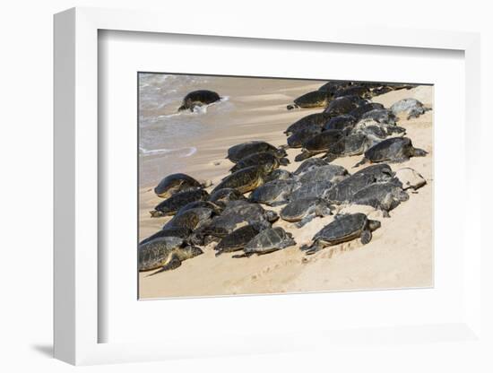 Green sea turtle haul-out, Ho'okipa Beach Park, Maui, Hawaii.-Darrell Gulin-Framed Photographic Print