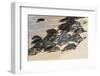 Green sea turtle haul-out, Ho'okipa Beach Park, Maui, Hawaii.-Darrell Gulin-Framed Photographic Print