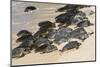 Green sea turtle haul-out, Ho'okipa Beach Park, Maui, Hawaii.-Darrell Gulin-Mounted Photographic Print