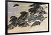 Green sea turtle haul-out, Ho'okipa Beach Park, Maui, Hawaii.-Darrell Gulin-Framed Photographic Print