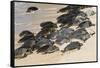 Green sea turtle haul-out, Ho'okipa Beach Park, Maui, Hawaii.-Darrell Gulin-Framed Stretched Canvas