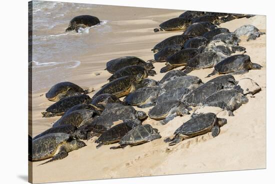 Green sea turtle haul-out, Ho'okipa Beach Park, Maui, Hawaii.-Darrell Gulin-Stretched Canvas
