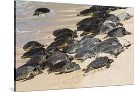 Green sea turtle haul-out, Ho'okipa Beach Park, Maui, Hawaii.-Darrell Gulin-Stretched Canvas