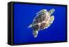 Green Sea Turtle in Hawaii-Paul Souders-Framed Stretched Canvas
