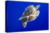 Green Sea Turtle in Hawaii-Paul Souders-Stretched Canvas