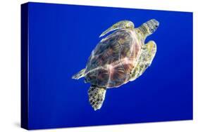 Green Sea Turtle in Hawaii-Paul Souders-Stretched Canvas