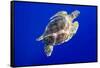 Green Sea Turtle in Hawaii-Paul Souders-Framed Stretched Canvas