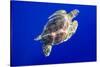 Green Sea Turtle in Hawaii-Paul Souders-Stretched Canvas