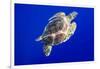 Green Sea Turtle in Hawaii-Paul Souders-Framed Photographic Print