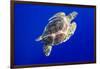 Green Sea Turtle in Hawaii-Paul Souders-Framed Photographic Print