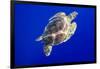 Green Sea Turtle in Hawaii-Paul Souders-Framed Photographic Print