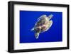 Green Sea Turtle in Hawaii-Paul Souders-Framed Photographic Print