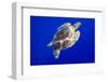 Green Sea Turtle in Hawaii-Paul Souders-Framed Photographic Print