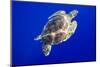 Green Sea Turtle in Hawaii-Paul Souders-Mounted Photographic Print