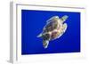 Green Sea Turtle in Hawaii-Paul Souders-Framed Photographic Print