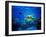 Green Sea Turtle in Hawaii-drewsulockcreations-Framed Photographic Print