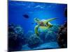 Green Sea Turtle in Hawaii-drewsulockcreations-Mounted Photographic Print