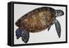 Green Sea Turtle or Pacific Green Turtle (Chelonia Mydas), Cheloniidae-null-Framed Stretched Canvas