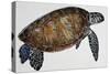 Green Sea Turtle or Pacific Green Turtle (Chelonia Mydas), Cheloniidae-null-Stretched Canvas