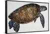 Green Sea Turtle or Pacific Green Turtle (Chelonia Mydas), Cheloniidae-null-Framed Stretched Canvas
