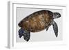 Green Sea Turtle or Pacific Green Turtle (Chelonia Mydas), Cheloniidae-null-Framed Giclee Print