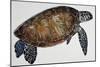 Green Sea Turtle or Pacific Green Turtle (Chelonia Mydas), Cheloniidae-null-Mounted Giclee Print