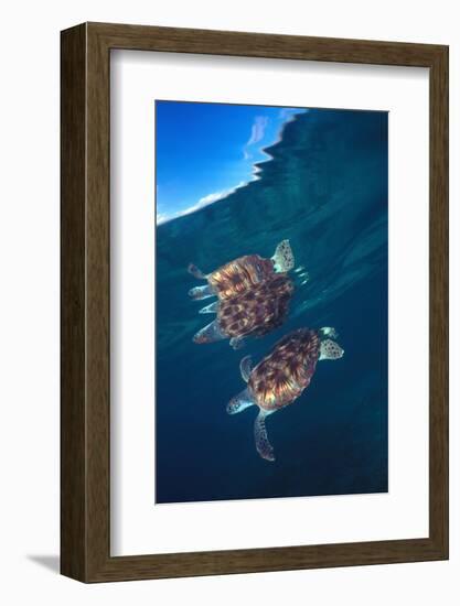 Green sea turtle reflection under surface. Cayman Islands-Carlos Villoch-Framed Photographic Print