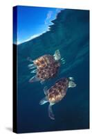 Green sea turtle reflection under surface. Cayman Islands-Carlos Villoch-Stretched Canvas