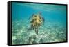 Green Sea Turtle Swimming in Shallow Water-DLILLC-Framed Stretched Canvas