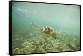 Green Sea Turtle Swimming in Shallow Water-DLILLC-Framed Stretched Canvas