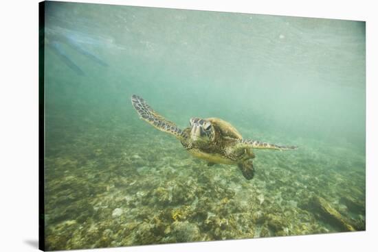 Green Sea Turtle Swimming in Shallow Water-DLILLC-Stretched Canvas