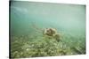 Green Sea Turtle Swimming in Shallow Water-DLILLC-Stretched Canvas