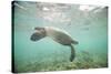 Green Sea Turtle Swimming in Shallow Water-DLILLC-Stretched Canvas