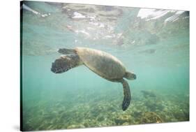 Green Sea Turtle Swimming in Shallow Water-DLILLC-Stretched Canvas