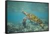 Green Sea Turtle Swimming in Shallow Water-DLILLC-Framed Stretched Canvas