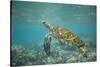 Green Sea Turtle Swimming in Shallow Water-DLILLC-Stretched Canvas