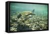 Green Sea Turtle Swimming in Shallow Water-DLILLC-Framed Stretched Canvas
