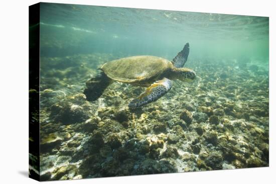 Green Sea Turtle Swimming in Shallow Water-DLILLC-Stretched Canvas