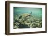 Green Sea Turtle Swimming in Shallow Water-DLILLC-Framed Photographic Print