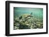 Green Sea Turtle Swimming in Shallow Water-DLILLC-Framed Photographic Print