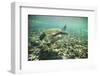 Green Sea Turtle Swimming in Shallow Water-DLILLC-Framed Photographic Print