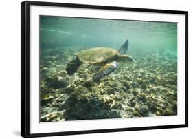 Green Sea Turtle Swimming in Shallow Water-DLILLC-Framed Photographic Print