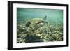 Green Sea Turtle Swimming in Shallow Water-DLILLC-Framed Photographic Print