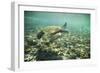 Green Sea Turtle Swimming in Shallow Water-DLILLC-Framed Photographic Print