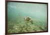 Green Sea Turtle Swimming in Shallow Water-DLILLC-Framed Photographic Print